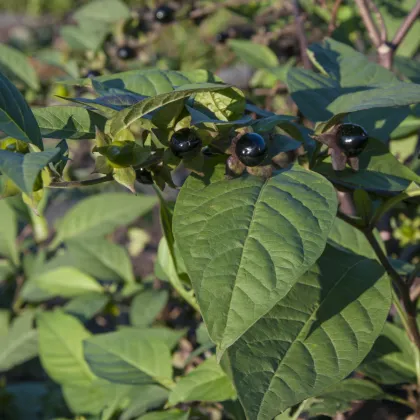 Rulík zlomocný - Atropa belladonna - prodej semen - 10 ks