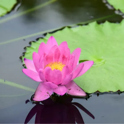 Leknín růžový - Nymphaea capensis - prodej semen - 6 ks