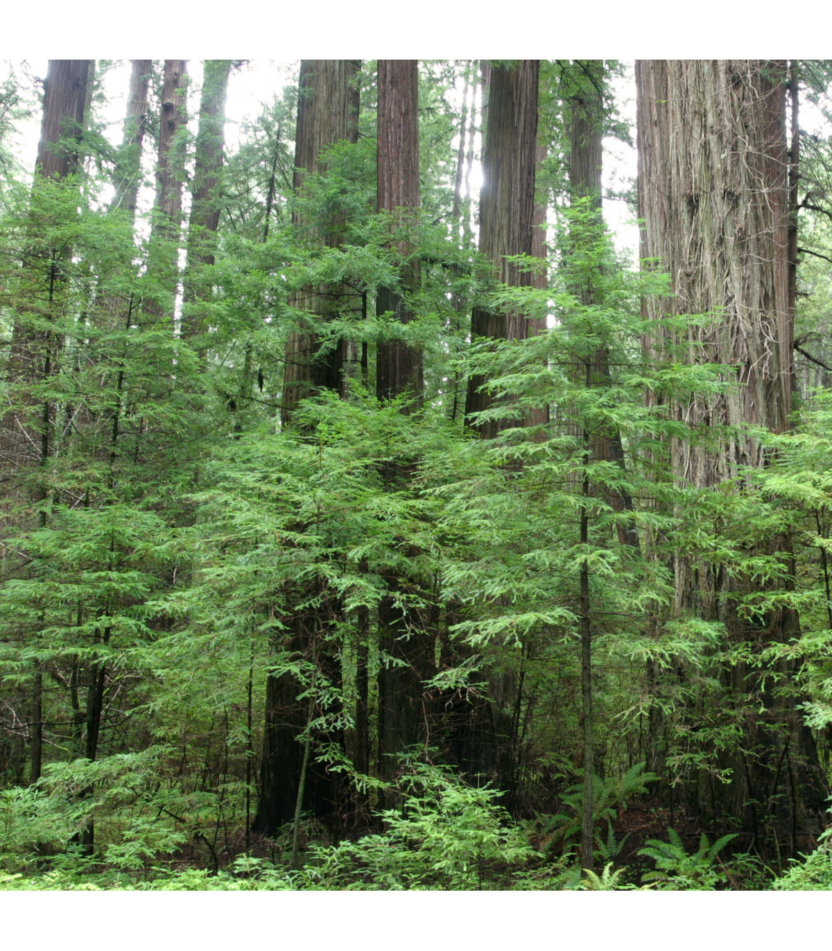 Sekvoj vždyzelená - Sequoia sempervirens - prodej semen - 3 ks