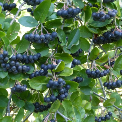 Semínka černého jeřábu - Aronia arbutifolia - Černý jeřáb - prodej semen- 7 ks