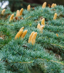 Cedr libanonský - Cedrus libani - prodej semen - 6 ks