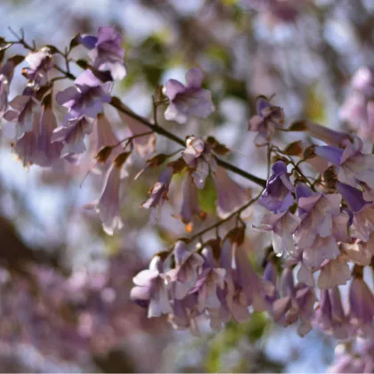 Paulovnie protáhlá - Paulownia elongata - prodej semen - 15 ks