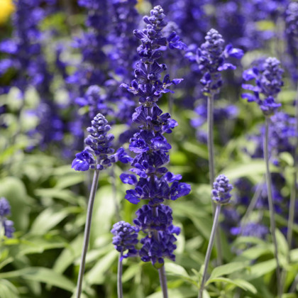 Šalvěj hajní Blue Queen - Salvia nemorosa - prodej semen - 20 ks