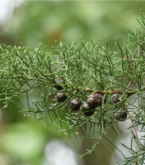 Jalovec čínský - Juniperus chinensis - prodej semen - 5 ks