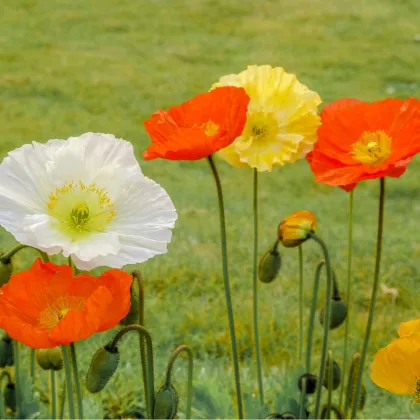 Mák nahoprutý směs Excelsior - Papaver nudicaule - prodej semen - 250 ks