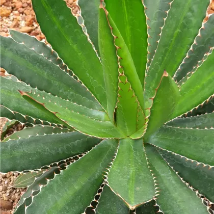 Agáve ghiesbreghtii - Agave ghiesbreghtii - prodej semen - 10 ks