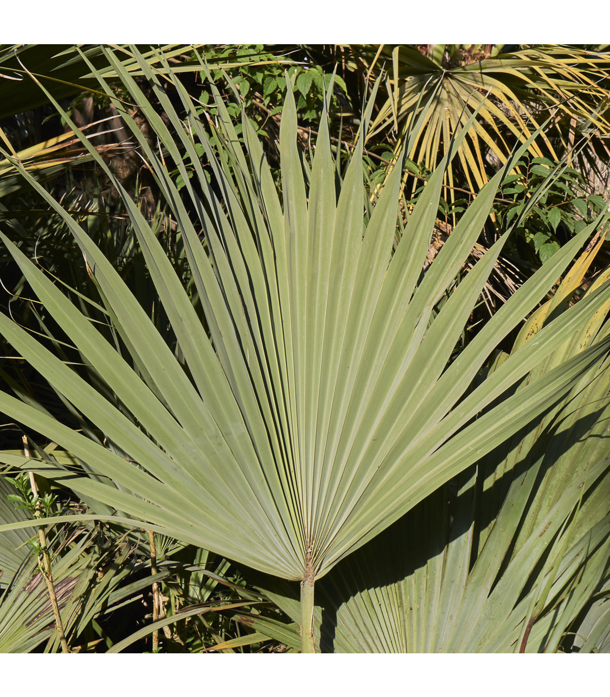 Palma stříbrná- Nannorrhops arabica- semena palmy- 3 ks