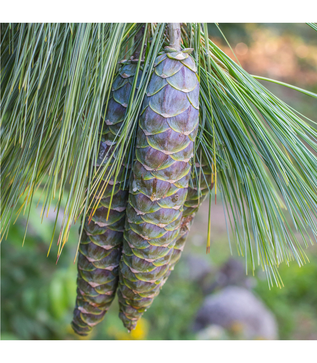 Borovice himalájská - Pinus wallichiana - prodej semen - 5 ks