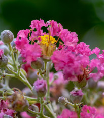 Krepová myrta - Lagerstroemia indica - prodej semen - 6 ks