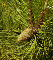 Borovice černá - Pinus nigra - prodej semen - 4 ks