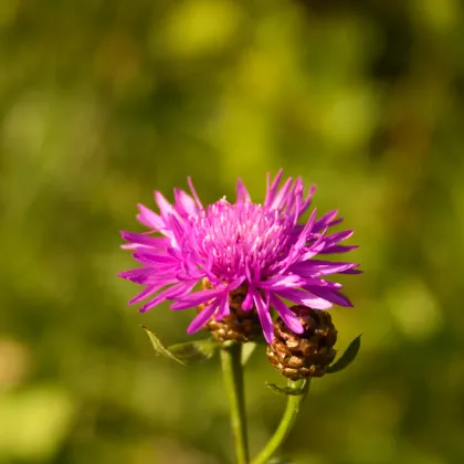 Chrpa Polka červená - Centaurea cyanus - prodej semen - 100 ks