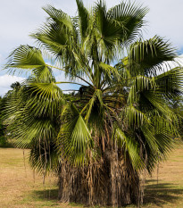 Palma - Washingtonia robusta - prodej semen - 3 ks