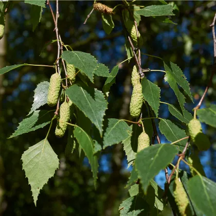 Bříza bělokorá - Betula pendula - prodej semen - 15 ks