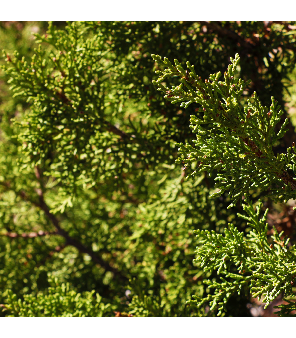 Sekvojovec obrovský - Sequoiadendron giganteum - prodej semen - 5 ks