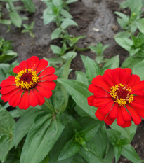 Ostálka jiřinkokvětá fialová - Zinnia elegans - prodej semen - 100 ks