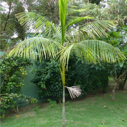 Palma Akaí - Euterpe oleracea - prodej semen - 2 ks