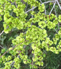 Turkestánský brest - Ulmus pumila - prodej semen - 10 ks