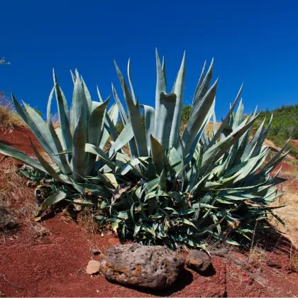 Agáve purpurosum- Agave Purpurosum - semena - 10 ks