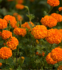 Aksamitník vysoký směs - Tagetes erecta - prodej semen - 0,3 g