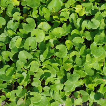 Stříbrný déšť - Dichondra repens - prodej semen - 8 ks