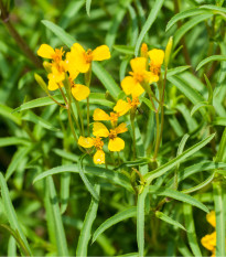 Aksamitník mexický - Tagetes lucida - prodej semen - 0,2 g