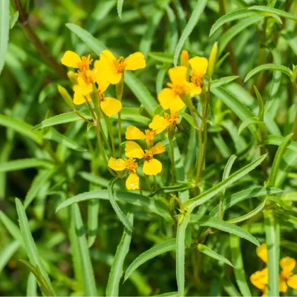 Aksamitník mexický - Tagetes lucida - prodej semen - 0,2 g