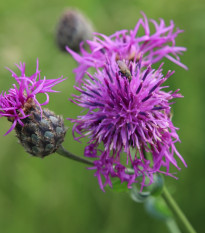 Chrpa čekánek - Centaurea scabiosa - prodej semen - 80 ks