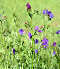 Hadinec jitrocelovitý - Echium plantagineum - prodej semen - 100 ks