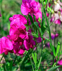 Hrachor vonný růžový - Lathyrus odoratus - prodej semen - 20 ks