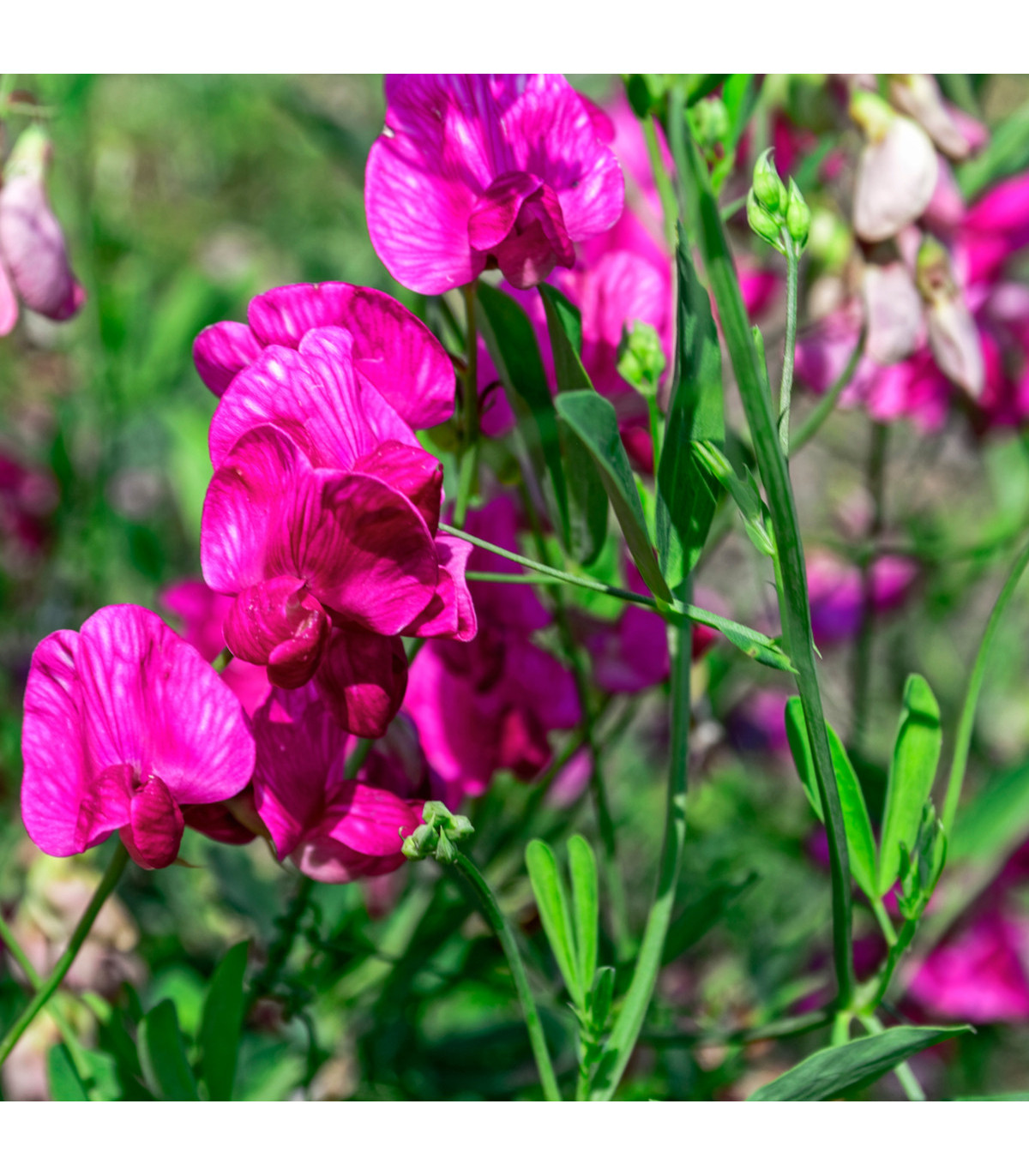Hrachor vonný růžový - Lathyrus odoratus - prodej semen - 20 ks