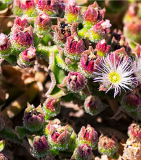 Kosmatec krystalový - Mesembryanthemum crystallinum - prodej semen - 300 ks