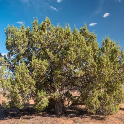 Jalovec osteosperma - Juniperus osteosperma - prodej semen - 5 ks