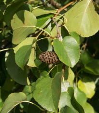 Olše lepkavá - Alnus glutinosa - prodej semen - 8 ks