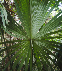 Palma - Carludovica palmata - prodej semen - 3 ks