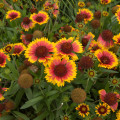 Kokarda velkokvětá - Gaillardia grandiflora - semena Kokardy - 75 ks