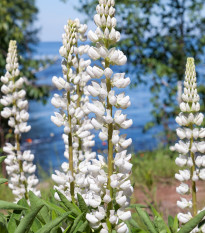 Vlčí bob bílý - Lupinus albus - prodej semen - 5 ks