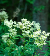 Tužebník jilmový - Filipendula ulmaria - prodej semen - 8 ks