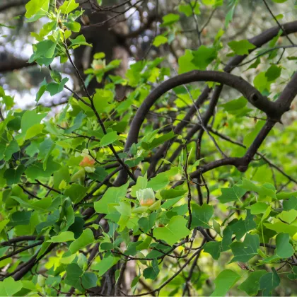 Liliovník tulipánokvětý - Liriodendron tulipifera - prodej semen - 10 ks