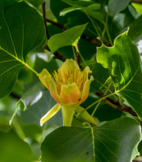 Liliovník tulipánokvětý - Liriodendron tulipifera - prodej semen - 10 ks