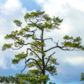 Borovice čínská - Pinus tabuliformis - prodej semen - 7 ks