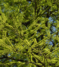 Tisovec dvouřadý - Taxodium distichum - prodej semen - 5 ks