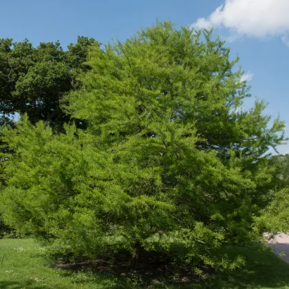 Tisovec dvouřadý - Taxodium distichum - prodej semen - 5 ks