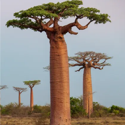 Baobab grandidieri - Adansonia grandidieri - prodej semen - 2 ks