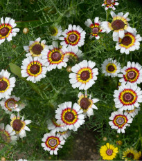 Kopretina kylnatá - Chrysanthemum carinatum - prodej semen - 100 ks