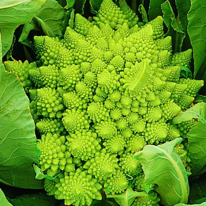 Květák Veronica F1 - Brassica oleracea - prodej semen - 10 ks