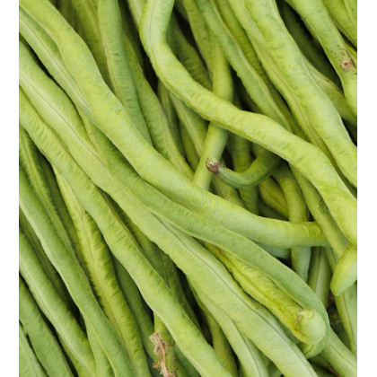 Semínka fazolu - Vigna sinensis - Vigna čínská Metro - 6 g