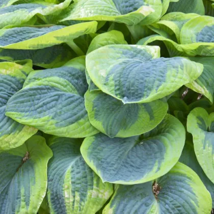 Hosta - Hosta Francess Williams - prodej cibulovin - 1 ks