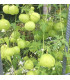 Srdcovnice nadmutá Ballonwein - Cardiospermum halicacabum - prodej semen - 15 ks