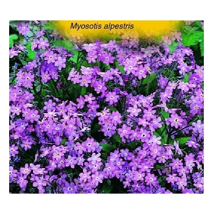 Pomněnka alpinská- Myosotis alpestris- semena Pomněnky- 0,1 g