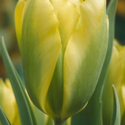 Tulipán Formosa - Tulipa - prodej čerstvých cibulek - cibuloviny - 3 ks